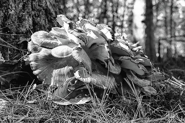 Wall Art featuring the photograph Tree Fungi by Steven Nelson