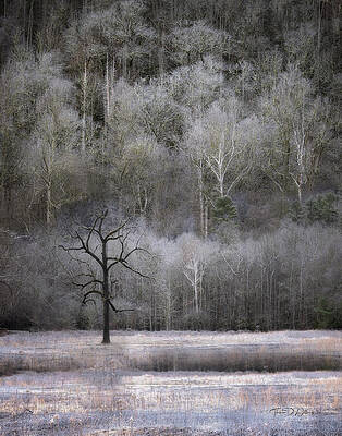Solitary Tree in Frosty Woodland Wall Art