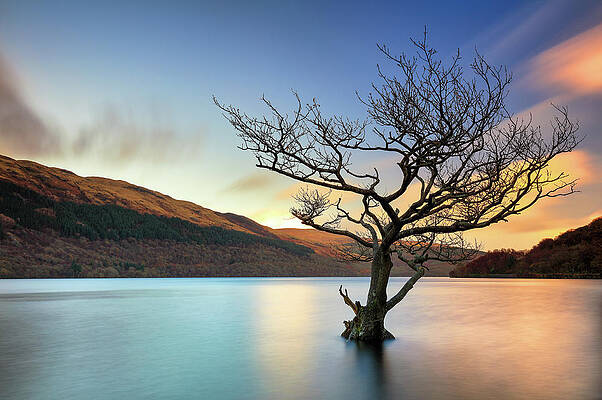 Tree in Water Loch Lomond-Sunset by Grant Glendinning