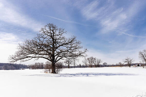 Tree Wall Art featuring the photograph Tree In Winter by Craig A Walker