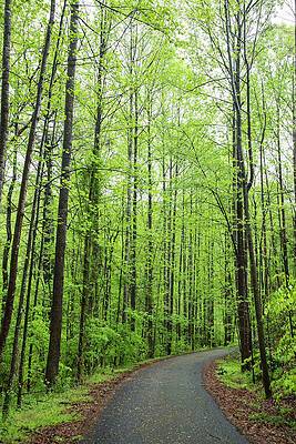 Luminous Wall Art featuring the photograph Tree-lined Lane In Early Spring by Charles Floyd