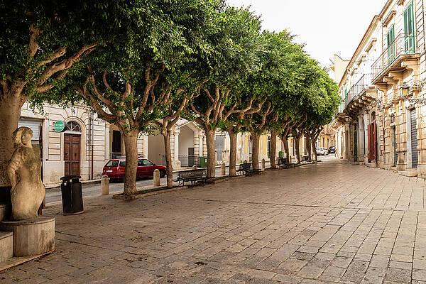 Tree Wall Art featuring the photograph Tree-lined Plaza by Craig A Walker