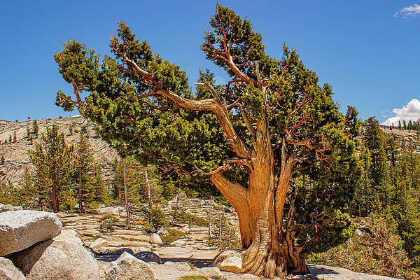 Tree Photograph - Tree Of Fire by David Fountain