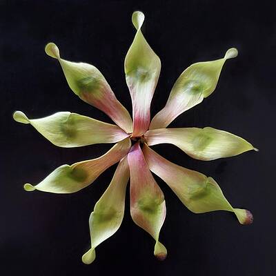 Green Photograph - Tree Of Heaven Seeds by Joy Garso