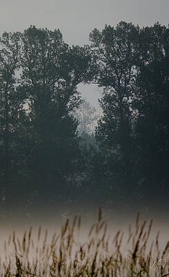Natural Photograph - Tree Portals by D Lee