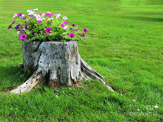 Wall Art featuring the photograph Tree-Purposed by Rick Locke - Out of the Corner of My Eye