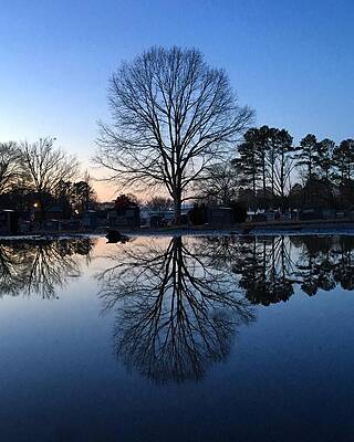 Southern Wall Art featuring the photograph Tree Reflections by Greg Lane