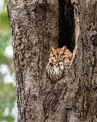 Frame Photograph - Tree Slumber by James Overesch