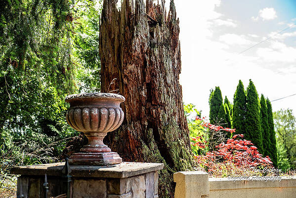 May Photograph - Tree Stump And Concrete Planter by Tom Cochran