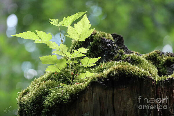Nature Photograph - Growth by D Lee