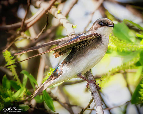 Feather Wall Art featuring the photograph Tree Swallow Female by Joe Fisher
