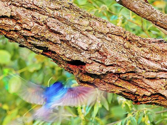 Wall Art featuring the photograph Tree Swallow Flying Into Nest, UW Arboretum, Madison, WI. by Steven Ralser