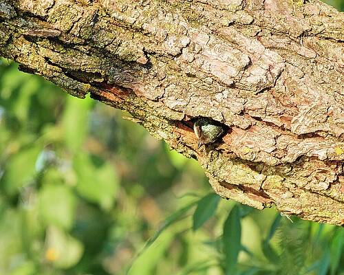 Wall Art featuring the photograph Tree Swallow In Nest, Madison, WI. by Steven Ralser