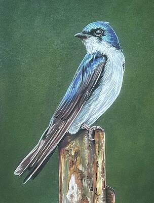 Tree Swallow Print