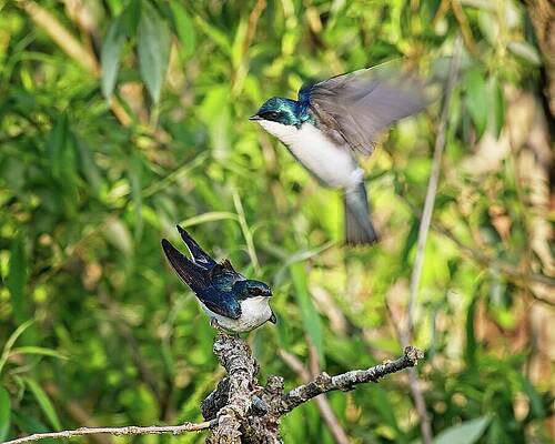 Wall Art featuring the photograph Tree Swallows Mating, Madison, Wisconsin by Steven Ralser