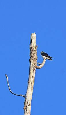 Wall Art featuring the photograph Tree Swallow On Tree, UW Arboretum, Madison, WI by Steven Ralser