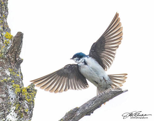 Wing Photograph - Tree Swallow Take-off by Joe Fisher