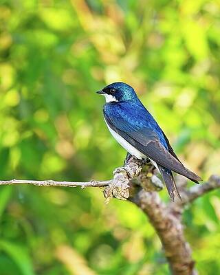 Wall Art featuring the photograph Tree Swallow, UW Arboretum, Madison, WI 1 by Steven Ralser