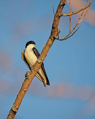 Wall Art featuring the photograph Tree Swallow, UW Arboretum, Madison, WI by Steven Ralser