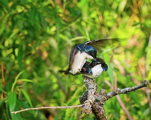 Wall Art featuring the photograph Tree Swallows Mating, Madison, Wisconsin 3 by Steven Ralser