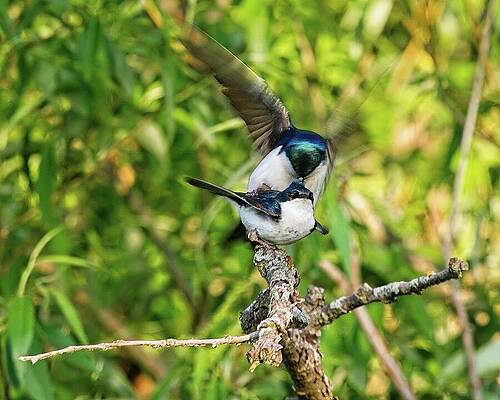 Wall Art featuring the photograph Tree Swallows Mating, Madison, Wisconsin 4 by Steven Ralser