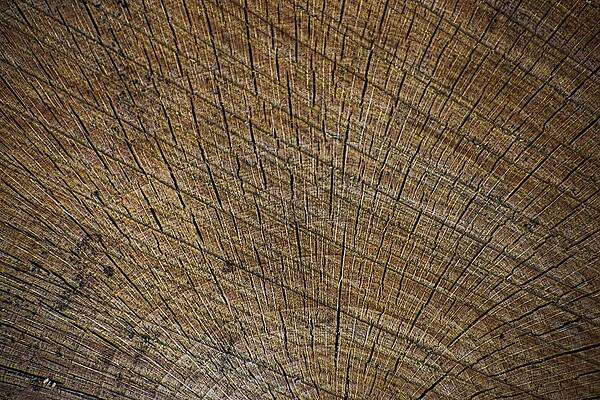 Tree Trunk Close-Up Photograph