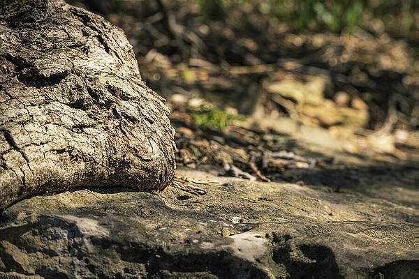 Tree Photograph - Tree Trunk - Enveloping Rock by Robert Niemeier