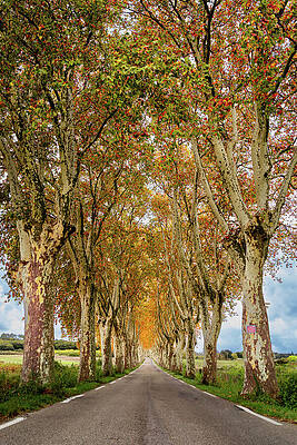 Fall Photograph - Tree Tunnel In France by Craig A Walker