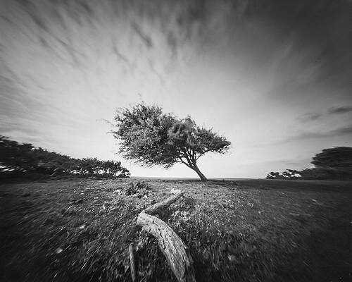 Photograph - Tree by Will Gudgeon