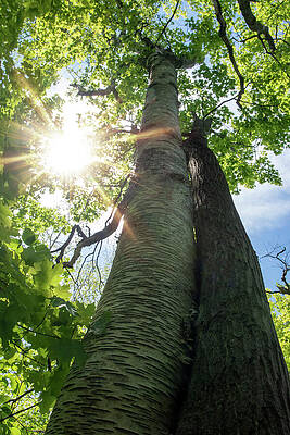 No People Photograph - Trees Hugging In The Bright Sun by John Twynam