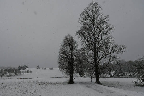 Wall Art featuring the photograph Trees In A Snow Storm by Andrew Lalchan