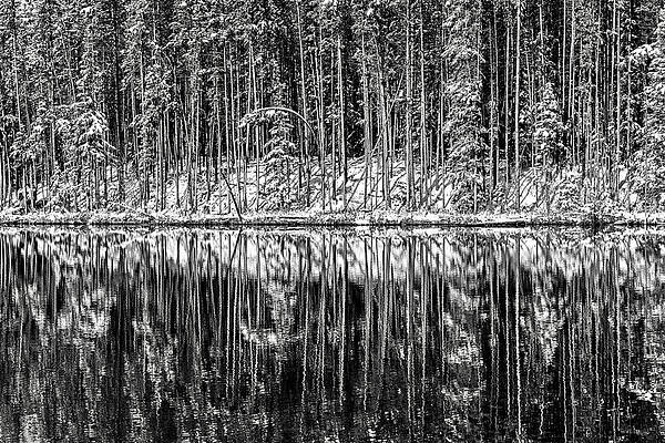 Tree Photograph - Trees In Early Winter by Ursula Abresch