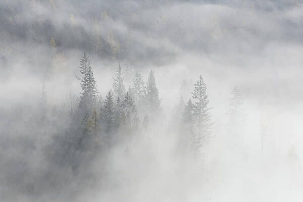 Tree Photograph - Trees In Fog 2 by Ursula Abresch