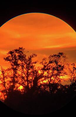 Wall Art featuring the photograph Trees In Sunset by Karen Stansberry
