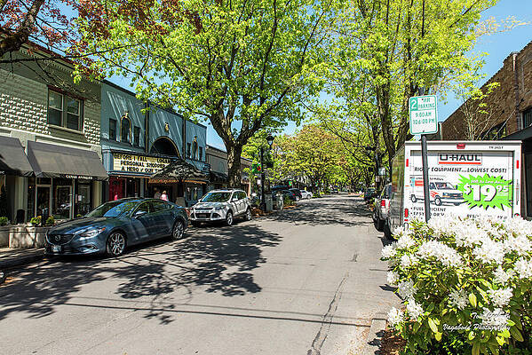 May Photograph - Trees On NE 4th Ave In Camas by Tom Cochran
