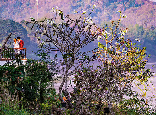 Place Wall Art featuring the photograph Trees On The Bank Of The Mekong River by Jeremy Holton