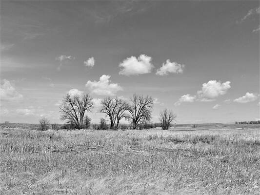 Sky Photograph - Trees On The Prairie In Black And White by Amanda R Wright
