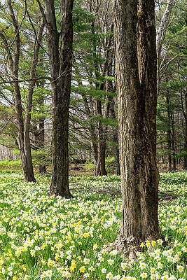 Spring Photograph - Trees Surrounded By Daffodils In The Spring by Dave King
