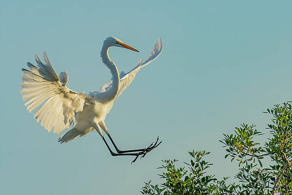 Florida Photograph - Treetop Landing by RD Allen