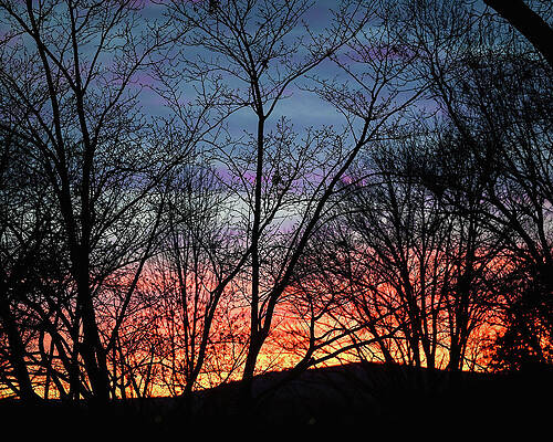 Wall Art featuring the photograph Treetop Sunset by Steven Nelson