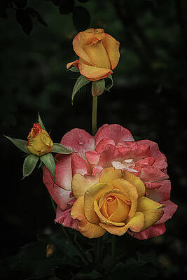 Flower Photograph - Tres Rosas by Tim Lyden