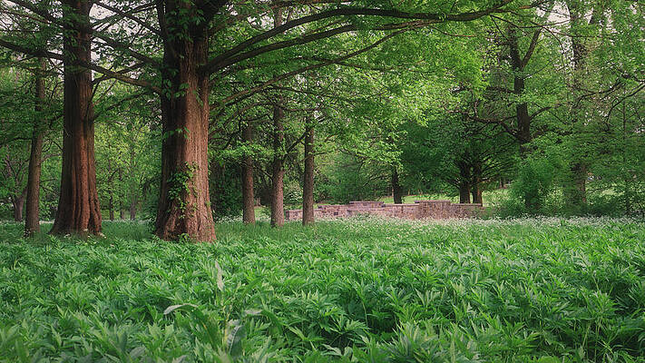 Beautiful Photograph - Trexler Park Meadows by Jason Fink