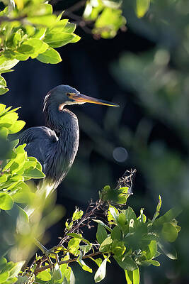 Florida Photograph - Tri-Colored Heron In Morning Sun 1 by RD Allen