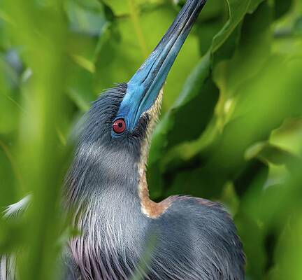Wall Art featuring the photograph Tri Colored Heron by Rebecca Herranen
