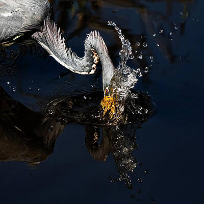 Heron Catching Fish in Water Photograph
