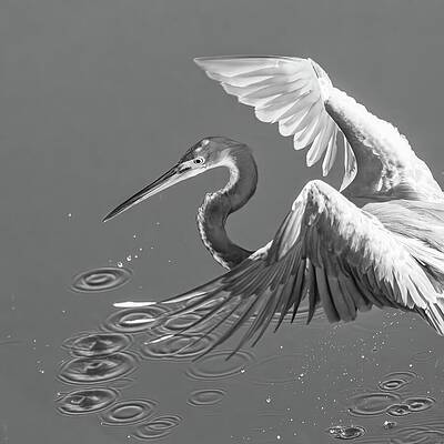 Wall Art featuring the photograph Tri Heron 698d by Sally Fuller