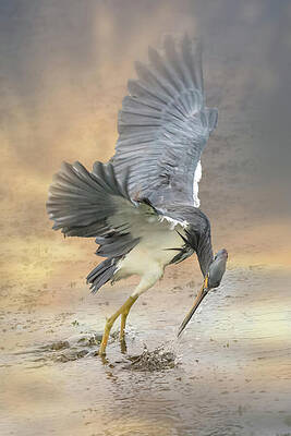 Feather Wall Art featuring the photograph Tri Heron 828A by Sally Fuller