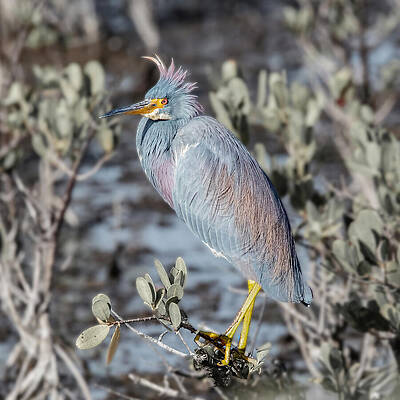 Feather Wall Art featuring the photograph Tri Heron 846A by Sally Fuller