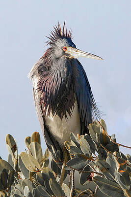 Feather Wall Art featuring the photograph Tri Heron 857A by Sally Fuller