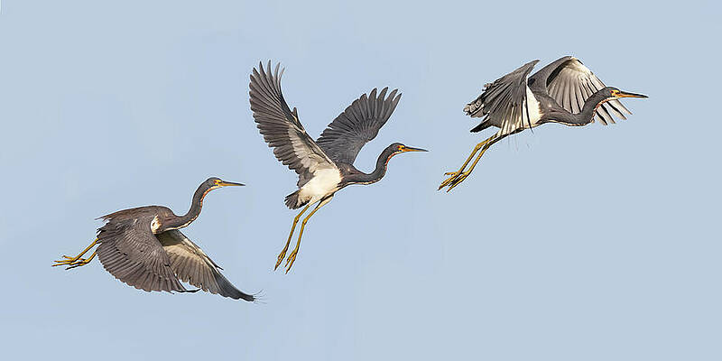 Sky Wall Art featuring the photograph Tri Heron 858-859-860A by Sally Fuller